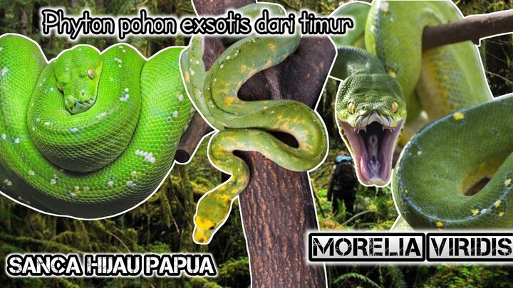 Ular sanca hijau / Condro ( MORELIA VIRIDIS ) gagal sheding / ganti kulit & penangananya