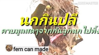 รังนกทำไมถึงได้สะอาด /มูลนกหายไปไหน