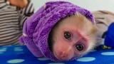 Most Adorable Baby Monkey!! The worm boy Luca tries to go out from the Worm nest​ is so cute