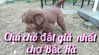 Chó xù đẹp đắt giá nhất chợ Bắc Hà. Tứ đại quốc khuyển. Dog, pets dog.