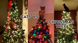 🐈‍⬛Cats Vs Christmas Trees🎄TikTok Compilation 2023 #cats #christmas2023