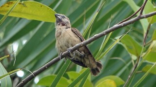 Juvenile WHITE-HEADED MUNIA, Singapore