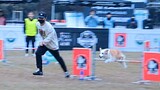 [Cún cưng] Chủ nhân dẫn Collie tham gia giải đấu nhanh nhẹn cho chó