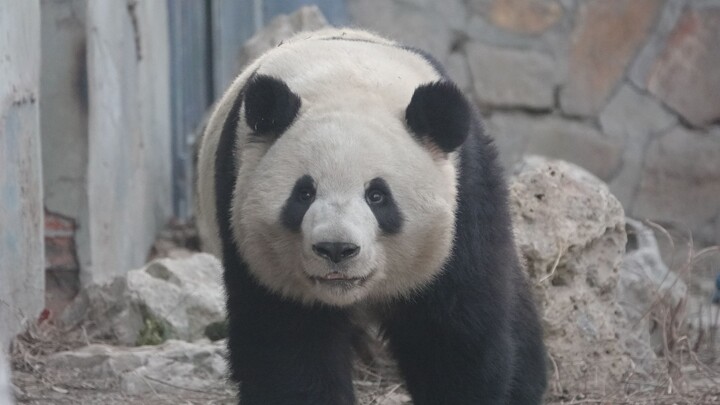 【Panda】Panda Waiting for Caretaker To Give Food