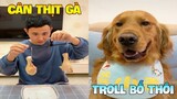Thú Cưng Vlog | Tồ Tồ Gâu Đần Troll Bố #1 | Chó thông minh vui nhộn | Smart dog funny pets