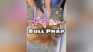 Reply to  Bull Pháp có HÔI không? koioi frenchie bullphap pet thucung frenchbulldog MagicBomb