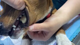 Peliharaan Imut|Gigi Anjing Tersangkut Tulang 
