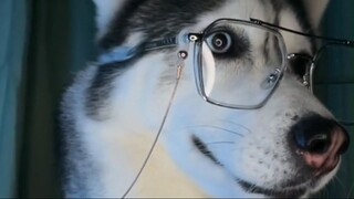 Husky biến hình siêu ngầu | Husky ngáo khi kêu đi tắm