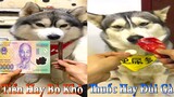 Thú Cưng TV | Dương KC Pets | Ngáo Và Ngơ #20 | chó thông minh vui nhộn | funny cute smart dog