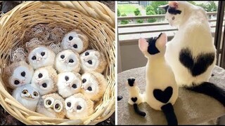 Cute Baby Animals Videos Compilation | Funny and Cute Moment of the Animals #17 - Cutest Animals