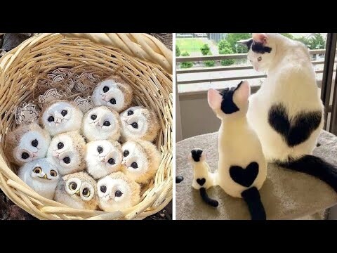 Cute Baby Animals Videos Compilation | Funny and Cute Moment of the Animals #17 - Cutest Animals