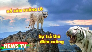 Sự trả thù điên cuồng của HỔ XÁM KHỔNG LỒ ở khắp miền Tây Thanh Hóa