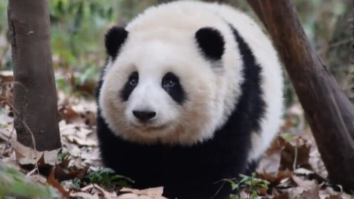 Animal | Panda Hehua's Daily Moments