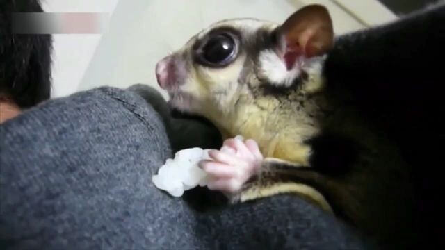 Loving A Sugar glider. animal Lover ❣️❣️