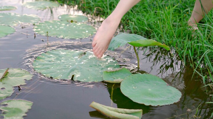 "You can step on lotus in Jiangnan, the lotus leaves are so sweet"