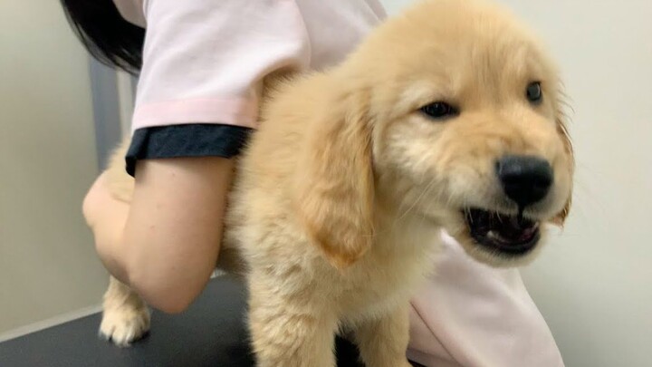 Dog|Take an Injection for the Baby Golden Retriever