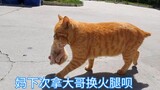 流浪橘猫又双叒叕拿孩子去商店换火腿，轻车熟路一看就是惯犯。