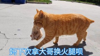 流浪橘猫又双叒叕拿孩子去商店换火腿，轻车熟路一看就是惯犯。