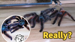 [Loài vật] Hai con nhện đực đang tương tác rất thân mật!