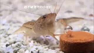 Shrimp busy