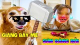 Thú Cưng Vlog | Chó Gâu Đần Phá Hoại Mẹ #8 | Chó gâu đần Golden vui nhộn | Pets smart dog funny