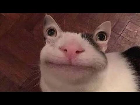 KUCING LUCU 😹 Video Kucing terlucu 2022 bikin ketawa ngakak | Kucing imut part.2