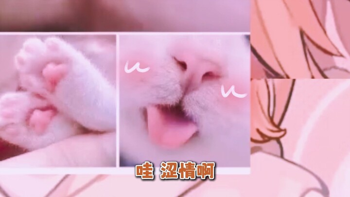 哇、猫片