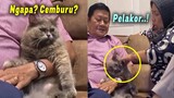 LUCU BANGET.!😂 Kucing Berantem Sama Emak Gara-Gara Rebutan Bapak.! Endingnya Ngakak