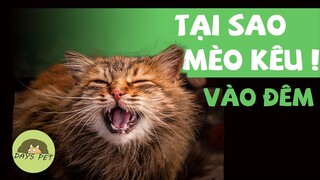 Tại Sao Mèo Kêu nhiều Vào Ban Đêm | Dayspet