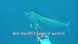 [Săn bắt] Một phát bắn chết cá kiếm hơn 400 kg dài hơn chiếc thuyền