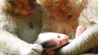 No.. No..,​Monkey Marria Reject Baby Jason, Baby Monkey Hurt​ But Her Mom Doesn't Mistreat Back