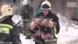 火灾现场消防员救一百多头猪。抱出来时，猪崽们还都热乎着，冒着热气，幸亏消防员来得早。。