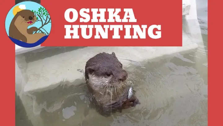 Otter Oshka hunting in creek- She is Good at catching fish!  #otter 💖#riverotter