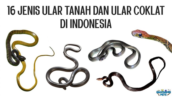 16 Jenis Ground Snake (Stegonotus) dan Brown Snake (Xenelaphis) di Indonesia, ada Ular Ikaheka KW