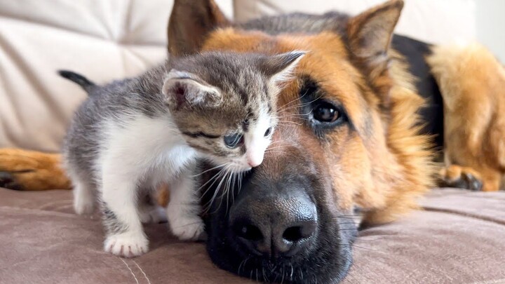 German Shepherd and Kitten Become Good Friends