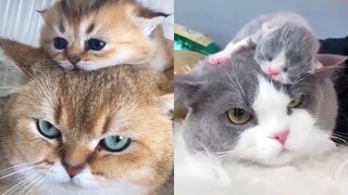 Mother Cat And Kittens | Funny and Cute Cats Compilation #2 | CuteVN