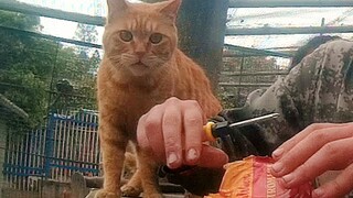 在200只猫面前开鲱鱼罐头，猫：你别过来，我害怕！