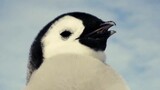ฝูงเพนกวินแอนตาติกา 2