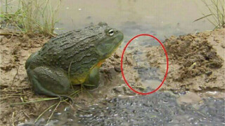 [Animals]An African bull frog help tadpoles into lakes