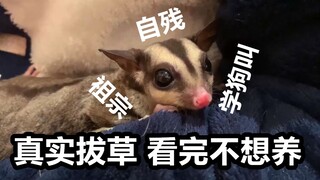 【拔草向】你真的想养蜜袋鼯吗？