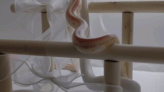 ดูสีสันที่สวยงามของงู Corn Snake นั่นสิ