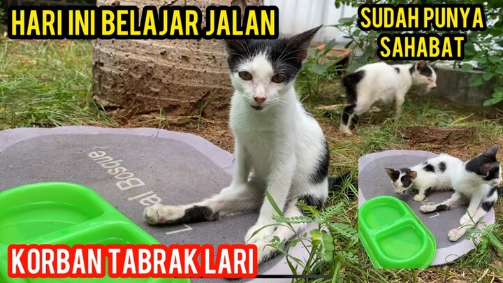 BIKIN HARU ANAK KUCING YANG MALANG KETABRAK DI JALAN SEDANG LATIHAN JALAN LAGI..!