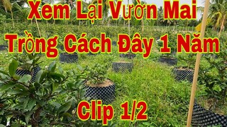 Trồng mai vàng sau 1 năm clip 1/2 |  tham lại vườn mai vàng trồng 1 năm tuổi clip 1/2