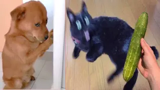Funniest Animals | Funny Dog And Cat | Funny Animals Video #46
