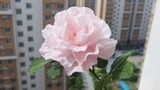 [DIY] Làm hoa hồng Trung Hoa từ khăn giấy cực đơn giản mà siêu đẹp