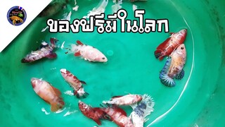 ปลากัดแจกฟรีอีกแล้ว กิจกรรมของฟรีมีในโลกได้ง่ายๆสไตล์korattv