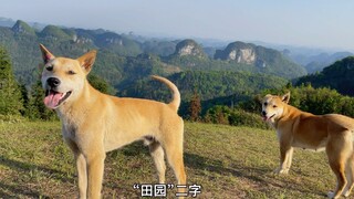 没落的守护神——救救正在边缘化的中华田园犬