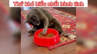 Thứ khó hiểu