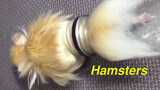 Giám định video hamster nổi tiếng: Một trăm cách chết của hamster