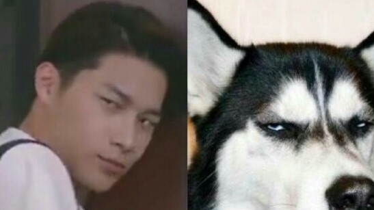 [Histotry3 That Day] What is it like to have a Husky boyfriend?
